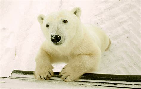 Best Value Churchill Polar Bear Viewing | Canada Polar Bears