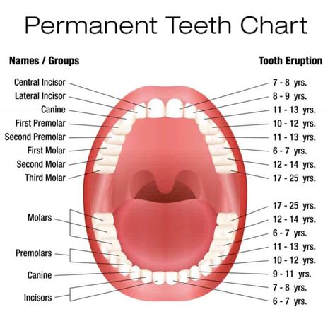 Where Are The First Molars In The Mouth? - ArchWired