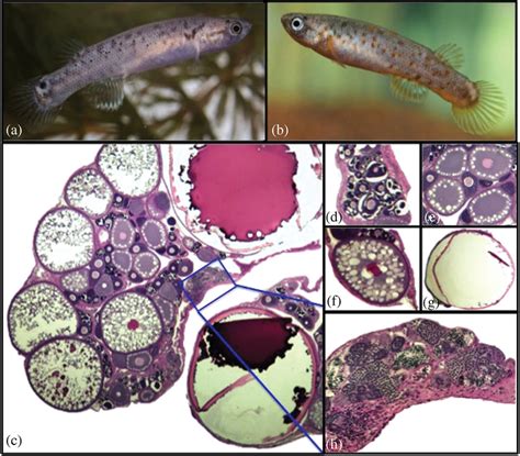 Kryptolebias marmoratus (a) hermaphrodite and (b) male. (c ...