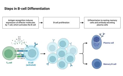 Cell Differentiation - Definition, Process & Examples - Biology Notes Online