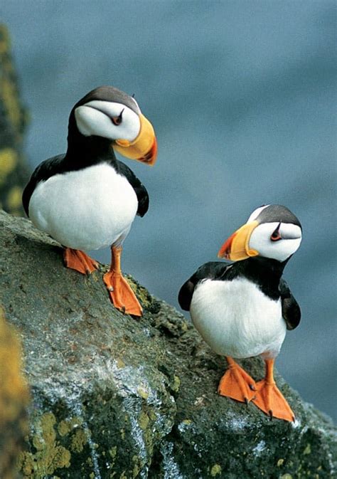 Horned Puffins - Alaska fine art notecard by Greatland Graphics