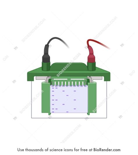 Free SDS-PAGE Gel in electrophoresis gel tank Icons, Symbols & Images ...