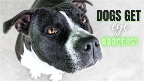 Why Does My Dog Get Eye Boogers? - Positive Pets Dog Training