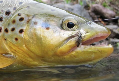 Best Smallmouth Bass Flies: A Guide To Productive Smallmouth Bass Patterns - Into Fly Fishing