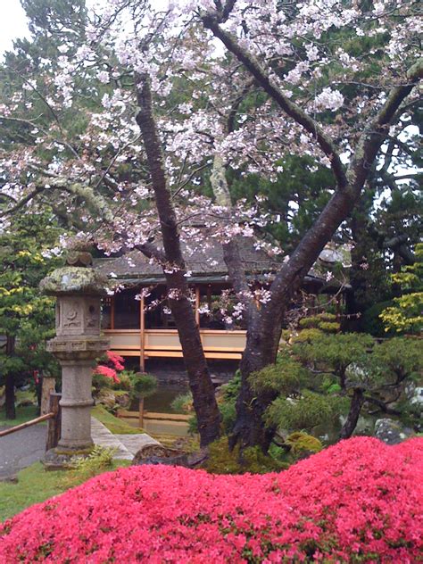 japanese tea garden in full bloom! | golden gate park: views from the thicket