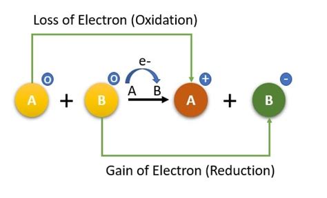 Photosynthesis: Step by Step Guide (Experiments Included)