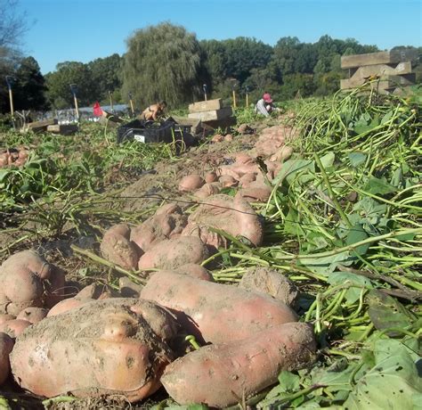 sweet potato harvest | Sustainable Market Farming