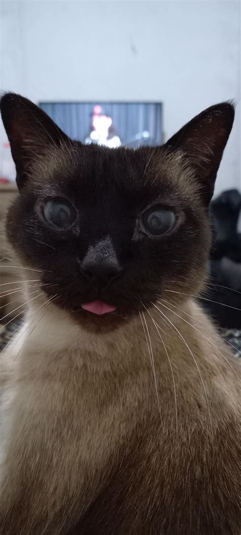 Blep : r/Blep