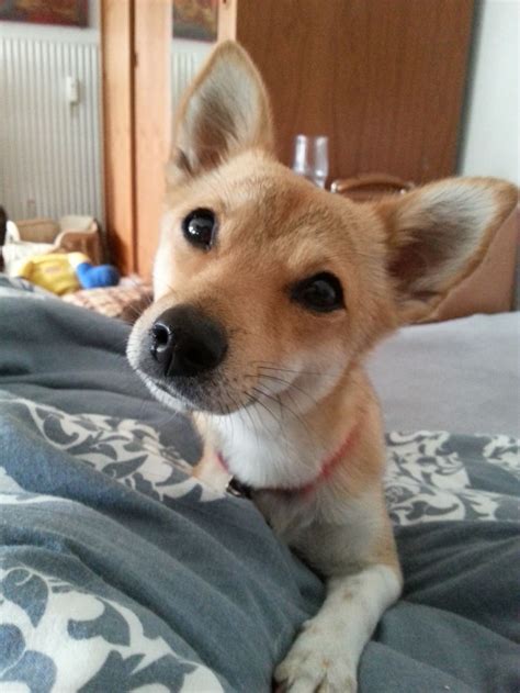 Bailey Our Shiba Inu & Chihuahua Mix | Bored Panda