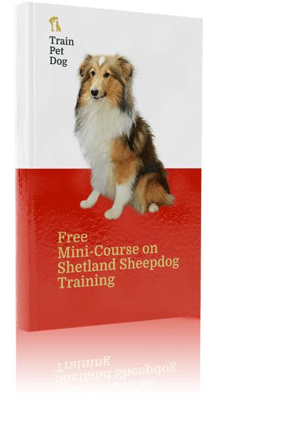 Shetland Sheepdog - Training Course on Shetland Sheepdog