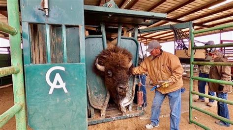 Behind the Scenes of a West Texas Bison Ranch and Texas Size Bulls ...