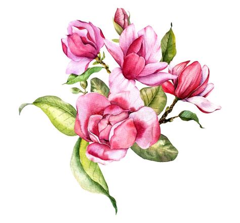 Pink Magnolia Flower Bouquet Watercolor Illustration, Magnolia ...