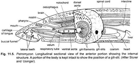 Lamprey Internal Anatomy Diagram