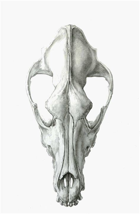 Dog Skull. Dorsal View by strixxx on DeviantArt Canine Skull, Dog Skull, Skull Anatomy, Dog ...