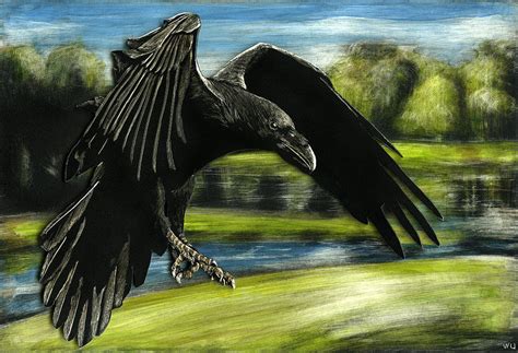 Flying Crow Drawing by William Underwood - Pixels