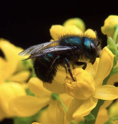 This is called a Blue Orchard Bee that is a metallic blue color : interestingasfuck