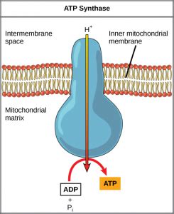 Oxidative Phosphorylation – MHCC Biology 112: Biology for Health ...