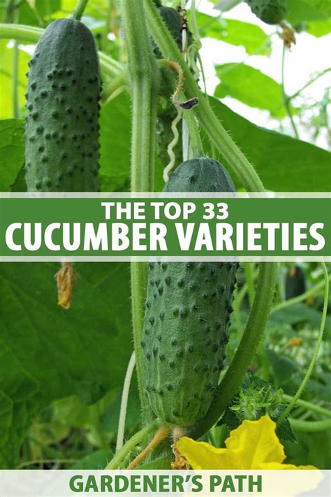 33 of the Best Cucumber Varieties to Grow at Home | Cucumber varieties, Garden pests, Cucumber