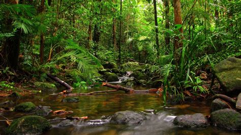 Jungle Landscape Wallpapers - Top Free Jungle Landscape Backgrounds - WallpaperAccess