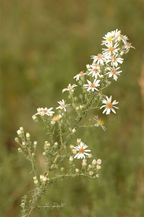 Aster (Asteraceae) image 9250 at PlantSystematics.org