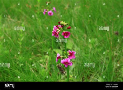 Shangri-La white land, wild flowers, Yunnan Stock Photo - Alamy