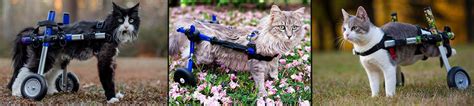 Cat Wheelchair | Walkin' Wheels Wheelchair for Cats | Handicapped Pets