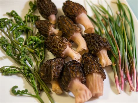 Fernbrake (gosari), wild morels and wild onions. | Wild onions, Food, Wild food