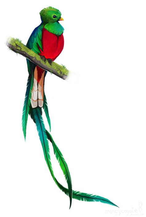 Quetzal Clipart at GetDrawings | Free download