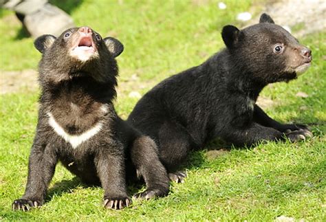 Asiatic Black Bear Cubs | Two Asiatic black bears play in th… | Flickr