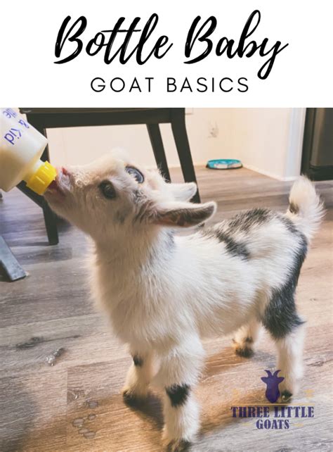 Bottle Feeding Goats – The Basics | Three Little Goats