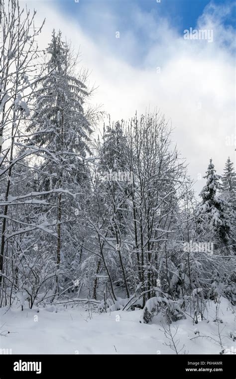 Forest in the winter with snow in the bavarian forest Stock Photo - Alamy