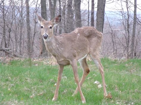 File:White-tailed deer, Heath Ohio.JPG - Wikimedia Commons