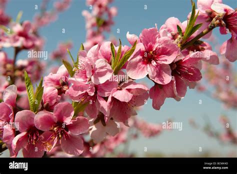 Apricot tree blossoms Stock Photo - Alamy