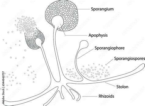 Structure of Rhizopus under microscope Stock Vector | Adobe Stock