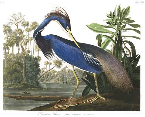 All of Audubon's 'Birds of America' in One High-Resolution Flock