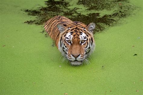 Desktop Wallpapers Tigers Swims Swamp animal