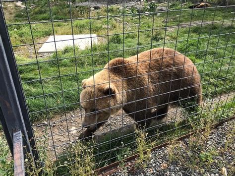 Kamloops Wildlife Park - All You Need to Know BEFORE You Go - Updated 2019 (British Columbia ...