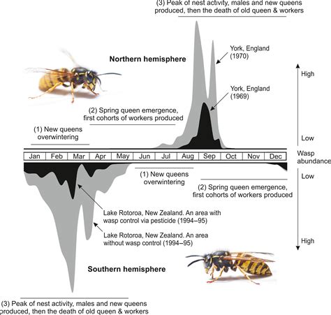 wasp life cycle timeline - Lavern Drayton