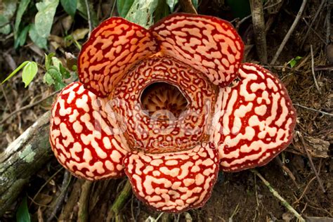 Flesh Eating Plant Rafflesia stock photos - FreeImages.com