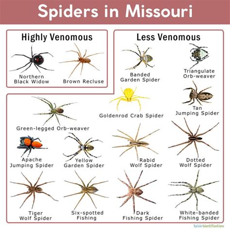 Spiders in Missouri: List with Pictures