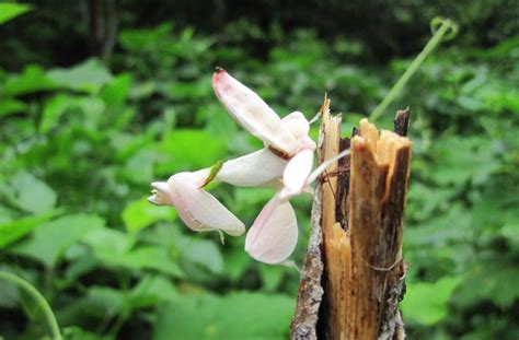 Stunning New Orchid Species Discovered