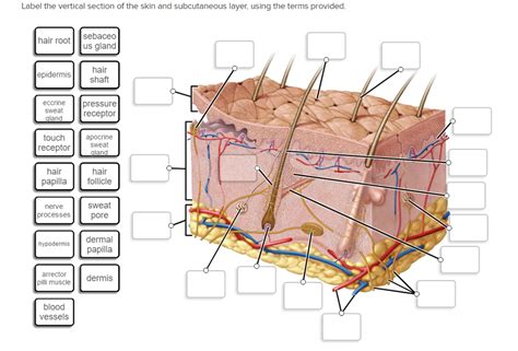 Solved Label the vertical section of the skin and | Chegg.com