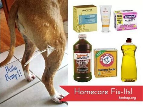 home remedies for dog heat rash - Hilma Adame