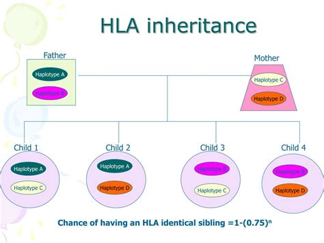 PPT - The Ubiquitous HLA System: applications in transfusion and transplantation PowerPoint ...