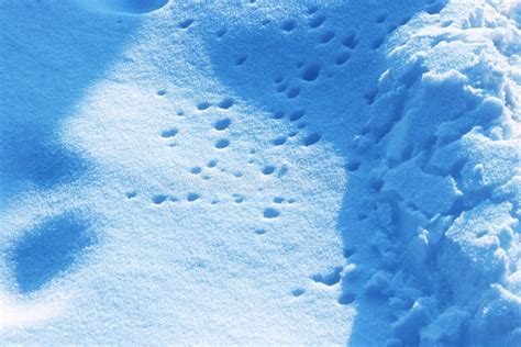 Winterscape stock photo. Image of crispy, snow, winter - 173460062