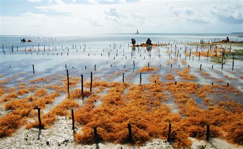 Is a Seaweed Boom a Boon? - Science Friday