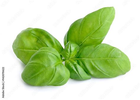 Basil leaves isolated . Stock Photo | Adobe Stock