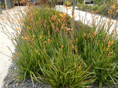 Anigozanthos ‘Yellow Gem’ – Kangaroo Paw | Gardening With Angus