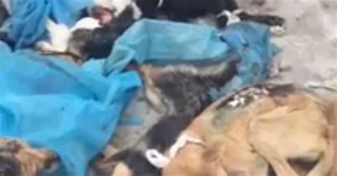 Sickening footage shows shivering dogs with open wounds left to die on medical school roof ...