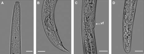 Light microscope observations of Bursaphelenchus xylophilus collected... | Download Scientific ...